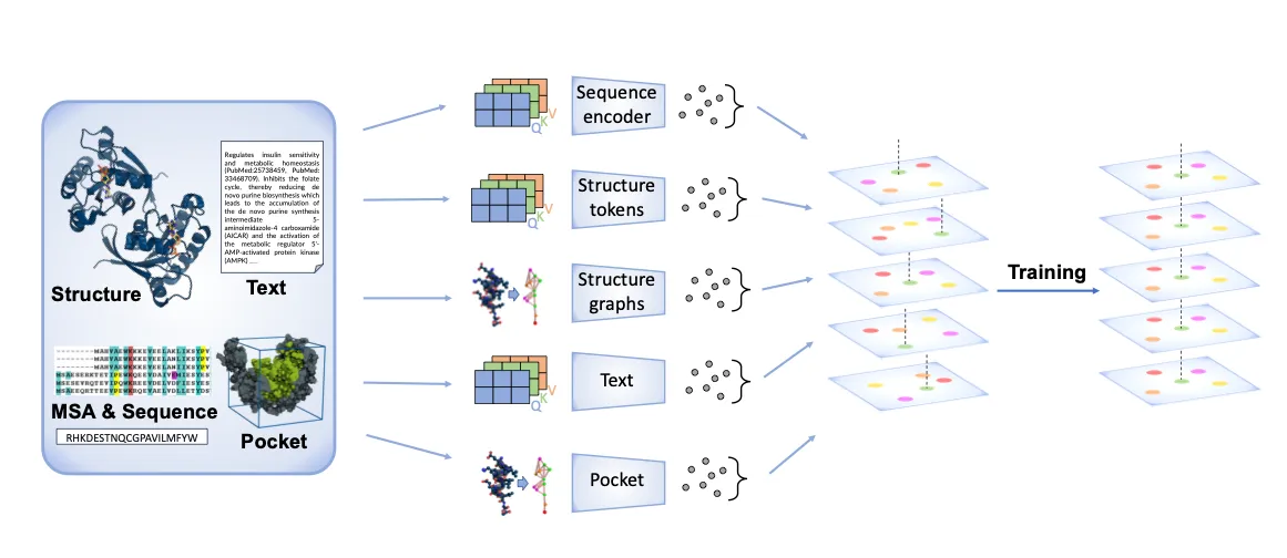 Overview of the OneProt model. Primary sequence, 3D structure, binding pockets and text annotations are each processed by their own encoder, producing embeddings that are aligned in a shared latent space for cross-modal learning.