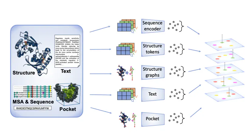 OneProt: Towards Multi-Modal Protein Foundation Models